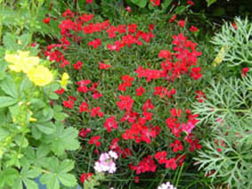 Dianthus deltoides 'rouge'